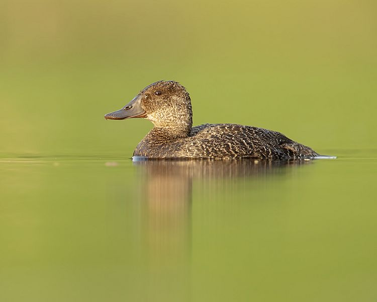 Blue-billed Duck female - Penrith