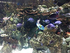 Blue in the middle