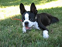 Boston Terrier puppy resting on the grass