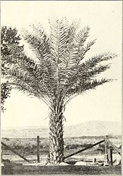 Botanical characters of the leaves of the date palm used in distinguishing cultivated varieties (1915) (20212741508)