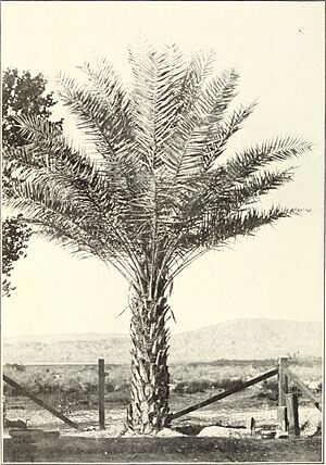 Botanical characters of the leaves of the date palm used in distinguishing cultivated varieties (1915) (20212741508)