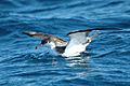 Bullershearwater