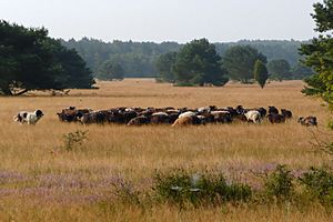 Camp Reinsehlen Heidschnuckenherde