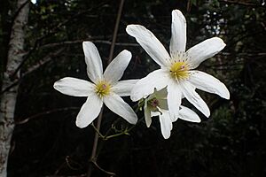 Clematis paniculata kz12