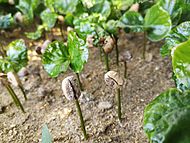 Coffee germination