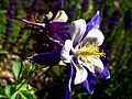 Columbine (Aquilegia caerulea) - 26