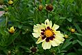Coreopsis tinctoria cultivar Uptick Cream and Red 12