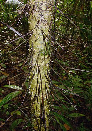 Cryosophila warscewiczii, thorns of the Silver Star Palm. (11164016416)