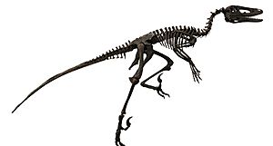 Dakotaraptor Facts for Kids