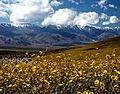 Death Valley Gerea canescens