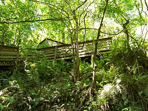 Devil's Millhopper - 12