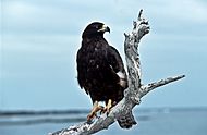 Photo of a large, dark brown bird with a strongly hooked beak and yellow legs and feet, perched on a dead snag