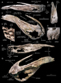 Eotrachodon maxilla