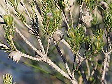 Eremaea ectadioclada (fruits)