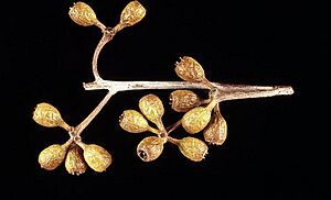 Eucalyptus capillosa subsp. capillosa fruit