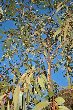 Eucalyptus dives.jpg