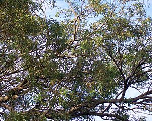 Eucalyptus mahogany Springwood.jpg