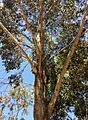 Eucalyptus moluccana - upper branch bark