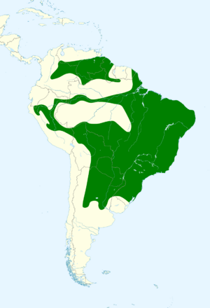 Euphonia chlorotica map.svg