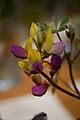 Fabaceae harlequin lupine lupinus stiversii