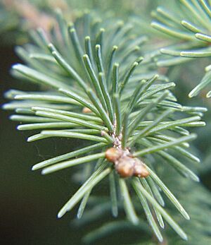 Fichtennadel (crop)