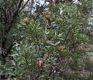 Flickr - brewbooks - Telopea truncata (Tasmanian Waratah)
