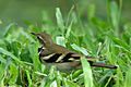 Forest Wagtail by Nur Hussein