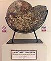 Fossilized Ammonite Mollusk displayed at Philippine National Museum