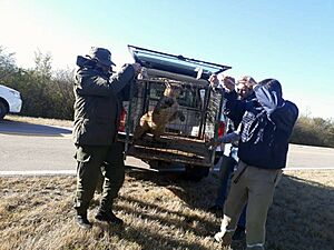 Gendarmeria-libera-a-un-ejemplar-de-puma