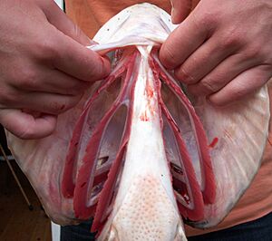 Gills (esox)