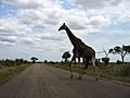 Giraffe crossing the road in Kruger National Park