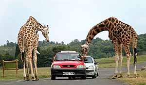 Giraffes at west midlands safari park