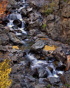 Gold on Bear Creek, CO