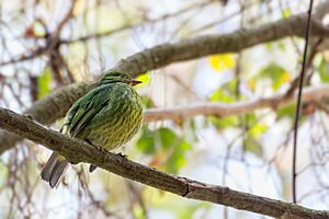 Golden-breasted Fruiteater - Granicera Pechidorada (Pipreola aureopectus festiva)(♀) (14112978623).jpg
