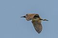 Great bittern (Botaurus stellaris) in flight Vadu 3
