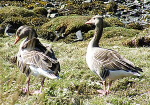 Greylag Geese (Anser anser) (geograph 2919191)