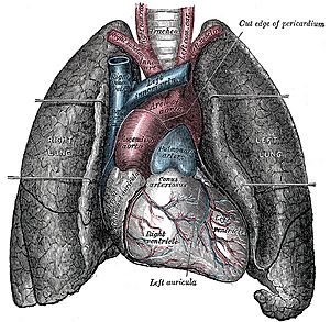 Heart-and-lungs