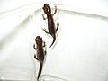 Hynobius retardatus