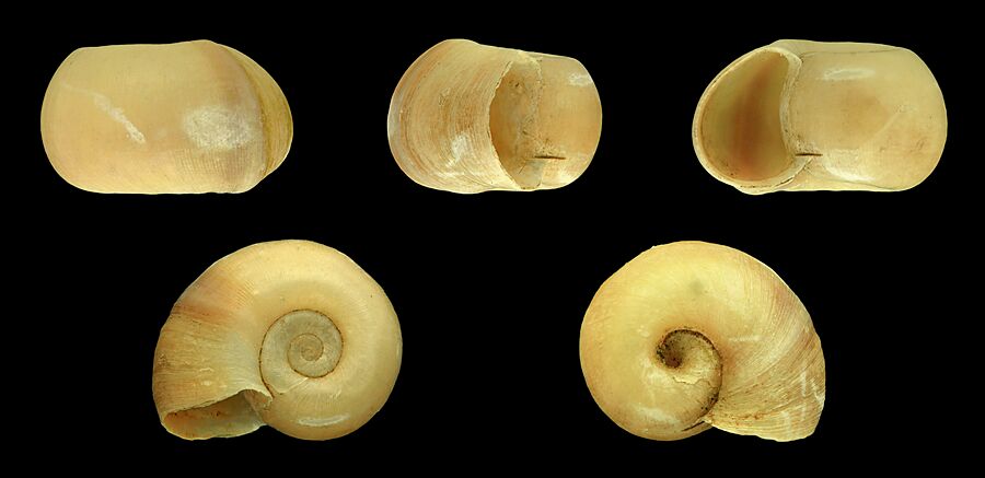 Indoplanorbis exustus 01