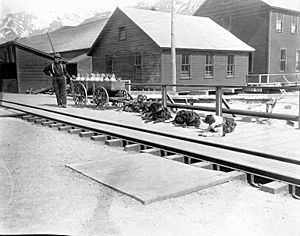 Joe Kendler delivering milk with his dogteam, Treadwell, Alaska, May 24, 1911 (COBB 276)