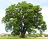 Keeler Oak Tree - distance photo, May 2013.jpg