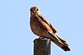 Kestrel (Falco tinnunculus) female