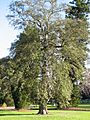 Lagunaria patersonia-tree