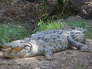 Large american crocodile
