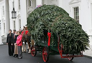 Laura Bush and the arrival of the Christmas tree