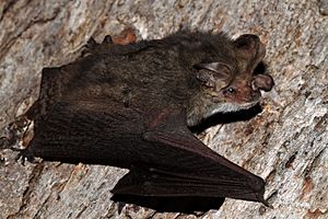 Lesser Long-eared Bat (Nyctophilus geoffroyi) (8656888933).jpg