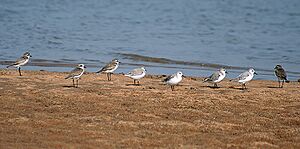 Lesser Sand Plovers with Sanderling I2 IMG 9382