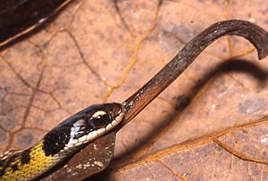 Liophis reginae.jpg