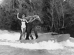 Liz Dane with Queenie (waterskiing elephant)