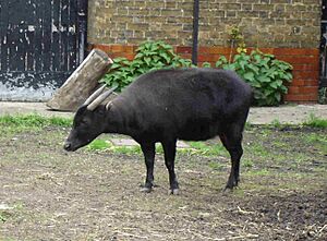 Lowland Anoa